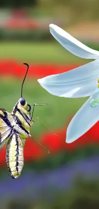 This phone live wallpaper features a breathtaking butterfly sitting atop a white flower in stunning 3D 4K resolution
