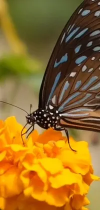 This live wallpaper showcases an intricate butterfly perched on a vibrant yellow flower with a blue and orange blend on its wings