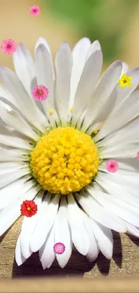 This beautiful live wallpaper features three white chamomile flowers arranged in a row on a wooden table
