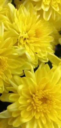 This lively phone wallpaper features a striking photograph of yellow chrysanthemum flowers