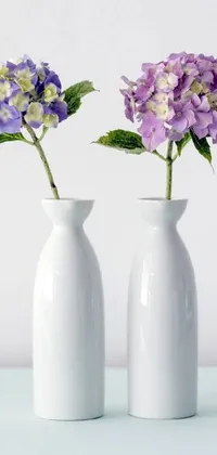 This live phone wallpaper showcases two white vases filled with gorgeous purple and green hydrangea flowers