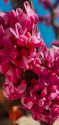 This stunning live wallpaper features a close-up of a pink flower on a tree