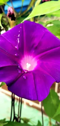 This live phone wallpaper features a purple morning glory flower with a tiny bee and animated raindrops