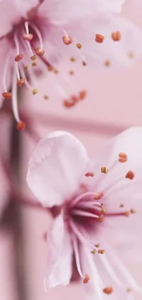 This live wallpaper for your phone features a close-up photograph of pale pink flowers on a branch