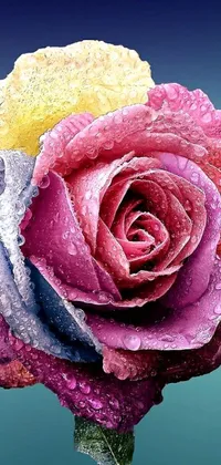 Feast your eyes on an alluring phone live wallpaper showcasing a mesmerizing close-up of a pastel rose flower