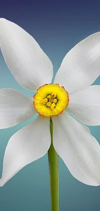 This phone live wallpaper showcases a stunning white flower with a yellow center, intricately detailed with a lifelike quality in a blue realistic 3D render