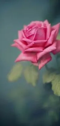 Looking for a dreamy and romantic live wallpaper for your mobile phone? The Pink Rose Live Wallpaper features a stunning image of a delicate pink rose resting on a lush green plant, with a tilt shift effect