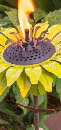 This stunning live wallpaper features a yellow flower with a flame-like appearance, making it a striking addition to any mobile device