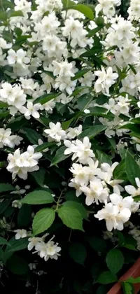 This live wallpaper features an intricately designed bush of white flowers with green leaves