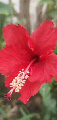 This live wallpaper for phones showcases a beautiful red hibiscus flower named hurufiyya