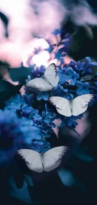 This phone live wallpaper features a breathtaking close-up of colorful flowers and graceful butterflies set against a striking background of white and blue lighting