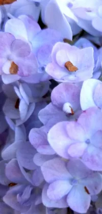 This phone live wallpaper boasts a macro photograph of stunning purple and white hydrangea flowers, perfect for those enamored with nature and romance