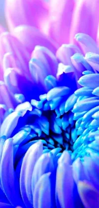 This phone live wallpaper showcases a stunning close-up of a purple and blue flower, with mesmerizing petals that seem to flicker in the light
