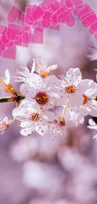 Download A girl surrounded by floating petals of cherry blossom