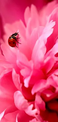 This live phone wallpaper showcases a vibrant red ladybug perched on a pretty pink flower, with a warm, playful feel
