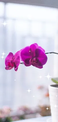 Looking for a captivating phone live wallpaper that will bring a touch of nature and elegance to your device's home screen? Look no further than this stunning stock photo from Shutterstock! The image showcases a breathtaking close up of a purple moth orchid in a pot on a table, captured in bright daylight indoors