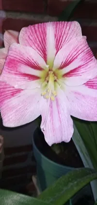 Introducing a stunning phone live wallpaper featuring a colorful, close-up shot of a flower in a pot