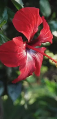 This live wallpaper features a stunning close-up shot of a vibrant red hibiscus flower blooming on a lush tree