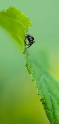 This live phone wallpaper showcases a charming bug perched on a green leaf, amidst a fantastical realm of tiny faeries, a jumping spider, and other miniature animals