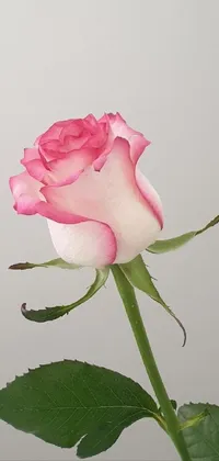 Elevate your phone's aesthetic with this stunning pink rose live wallpaper