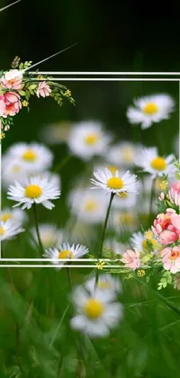 This phone live wallpaper features a picture frame surrounded by a picturesque field of daisies and roses against the backdrop of a beautiful blurred forest