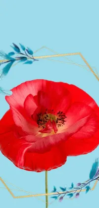 Looking for a phone live wallpaper? This one showcases a single red anemone flower on a tall stem set against a blue background