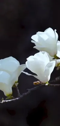 Experience the tranquility of nature on your phone with this breathtaking live wallpaper