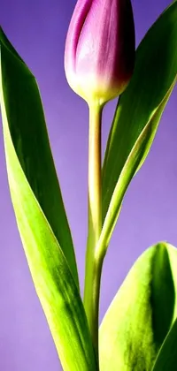 This live wallpaper features a close-up of a beautiful tulip in a vase, with green and purple studio lighting creating an eye-catching effect