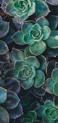 This mobile live wallpaper features an up-close view of lush green plants and desert flowers, with intricate micro details and vibrant colors
