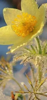 This mobile live wallpaper showcases a stunning yellow flower blooming on white snow-covered ground