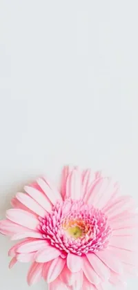 Looking for a perfect live wallpaper for your phone? Look no further! This pink flower on a white table from Unsplash has a minimalist design that will provide a calming backdrop on your cell phone