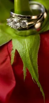 This phone live wallpaper showcases a stunning macro photograph of two wedding rings atop a red rose