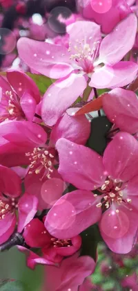 Enjoy the beauty of nature on your phone screen with this stunning live wallpaper featuring a close up of pink flowers on a tree