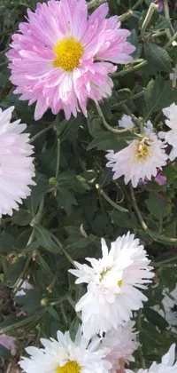 Get lost in the serene and beautiful world of nature with this stunning live wallpaper for your phone featuring a colorful garden filled with white and pink flowers