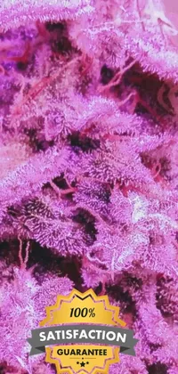 This stunning phone live wallpaper showcases a breathtaking purple marijuana plant in full bloom, set against a mesmerizing backdrop of heaven pink