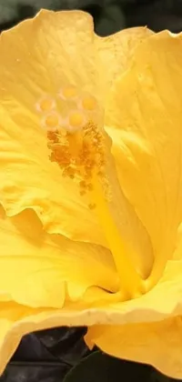 This stunning phone live wallpaper features a close-up shot of a hibiscus flower in bright yellow tone