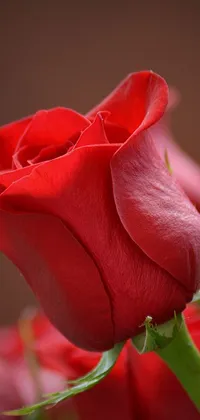 This phone live wallpaper features a beautiful red rose on a stem surrounded by red flowers of various types