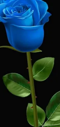Get lost in the beauty of a stunning blue rose live wallpaper! With a digital rendering by Ben Zoeller, this wallpaper features a realistic blue rose with green leaves on a sleek black background