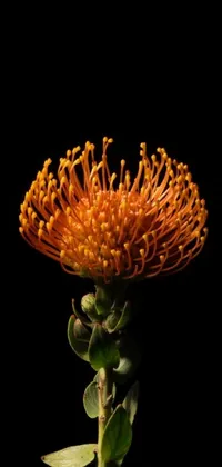 This phone live wallpaper displays a stunning close-up of an orange flower on a stem, captured with a pincushion lens effect