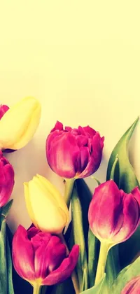 Decorate your phone screen with a lively wallpaper featuring pink and yellow tulips arranged on a white surface in a retro style