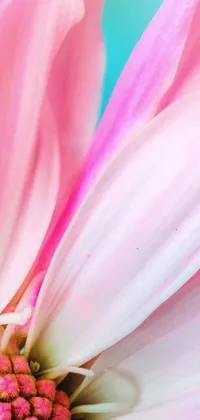 This phone live wallpaper features a beautiful macro photograph of a pink flower with very long petals against a blue background
