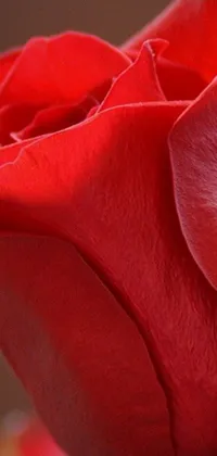 Bring a touch of elegance to your phone with this stunning live wallpaper depicting a close-up of a red rose on a table