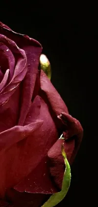 Looking for a stunning live wallpaper for your phone? Check out this breathtaking image of a red rose on a black background