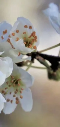 This exquisite phone live wallpaper captures the beauty of a blooming flower on a tree branch with a blurred background