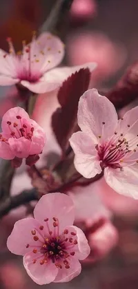 This phone live wallpaper showcases the exquisite beauty of pink flowers on a tree, expertly captured in hyperrealistic detail