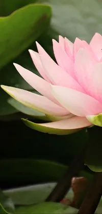 Looking for a serene and nature-inspired phone wallpaper? Check out this vertical live wallpaper featuring a lovely pink flower nestled amongst a lush plant adorned with green leaves