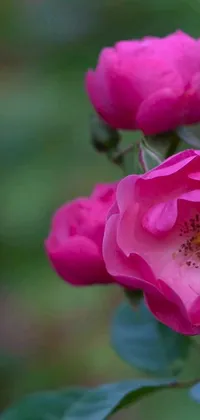 This live wallpaper features a stunning close-up of a pink flower on a green background