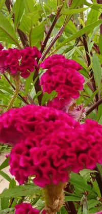 This phone live wallpaper features a stunning close-up of pink flowers surrounded by a magenta tree and coxcomb plants