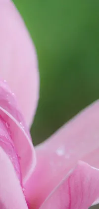 This mobile live wallpaper features a close up of a pink flower with water droplets