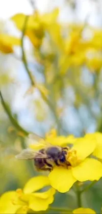 This live wallpaper depicts a bee resting on top of a yellow flower
